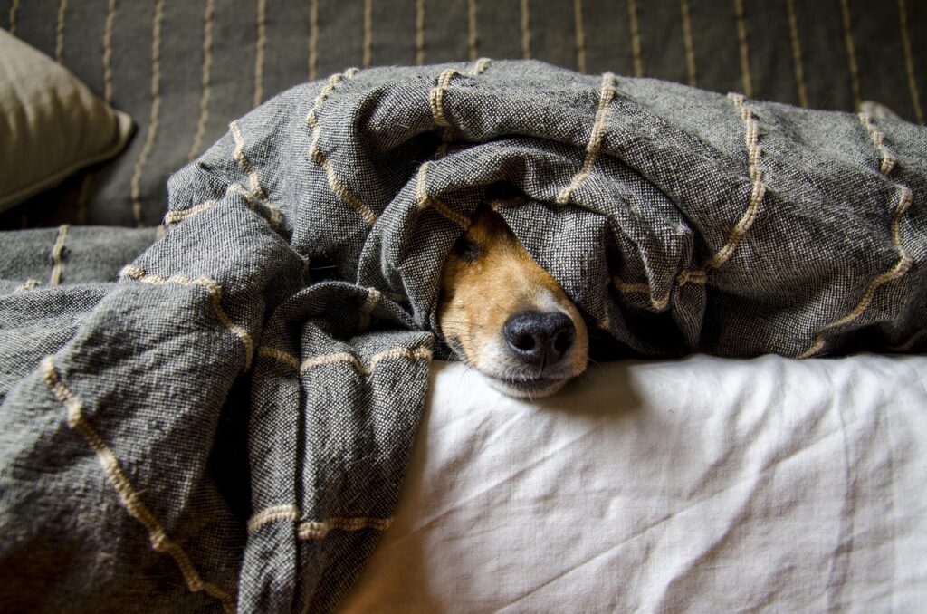 犬の画像