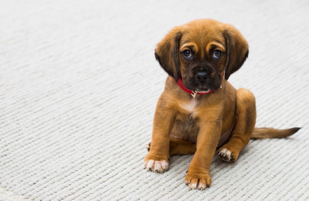 座っている犬の画像