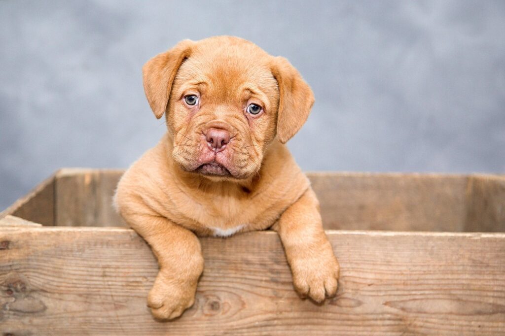 木箱に入っている犬の画像