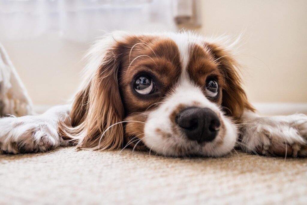 上を向いている犬